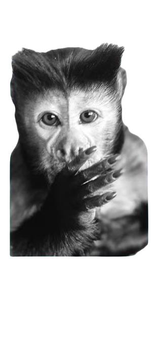 George the monkey